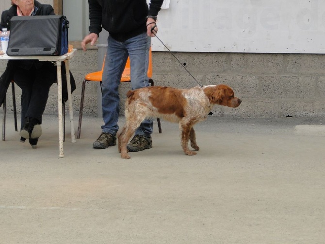 de la Roche des Aulnaies - St-Brieuc 2014 : Indigo , Meilleur Puppy 