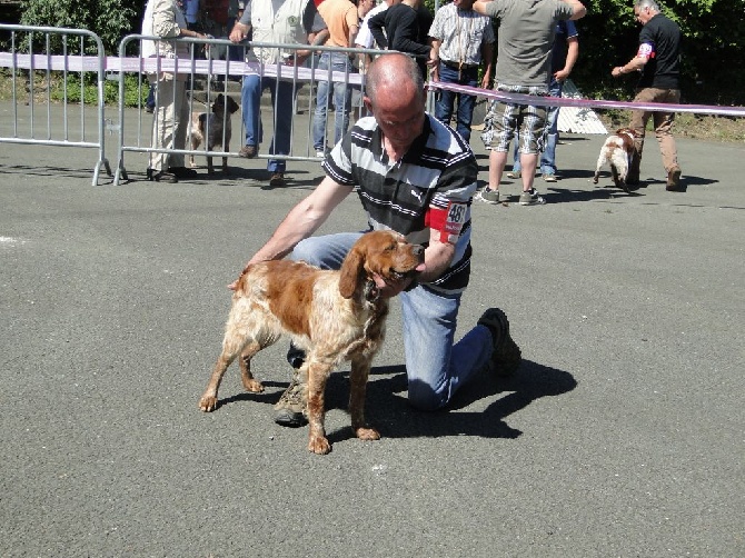 de la Roche des Aulnaies - Championnat de France Angers2014 : Indigo, Meilleur Puppy 