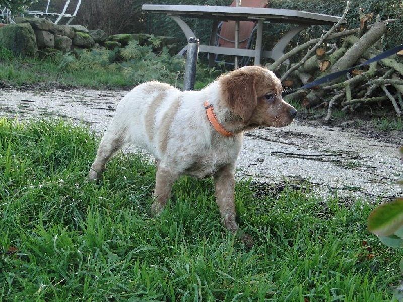 Les chiots 